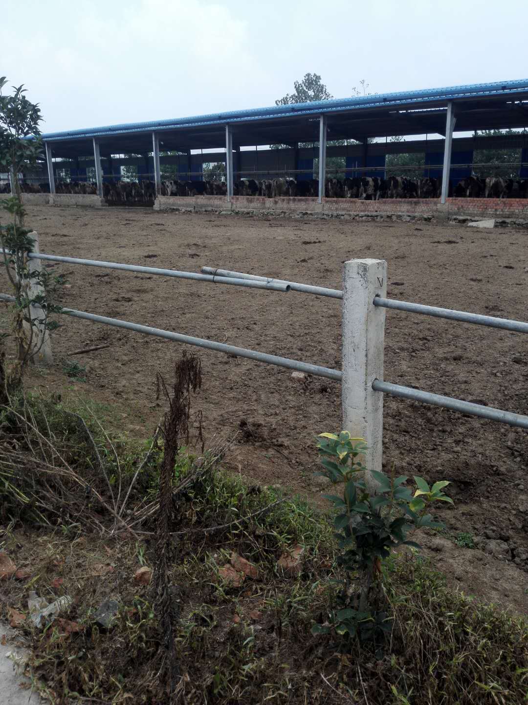 六合区三会在竹镇卫竹奶牛场调研市区支持竹镇乌石村增收基金使用落实情况